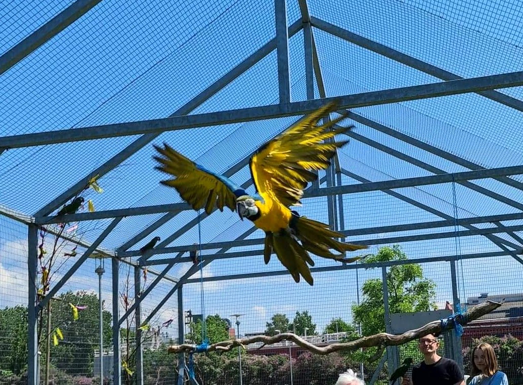 Ara som flyger i voljären